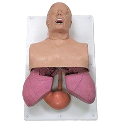 Adult Airway Management Trainer-Simulaids-Integrated MedCraft