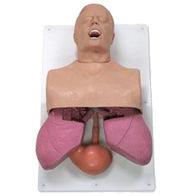 Adult Airway Management Trainer-Integrated MedCraft