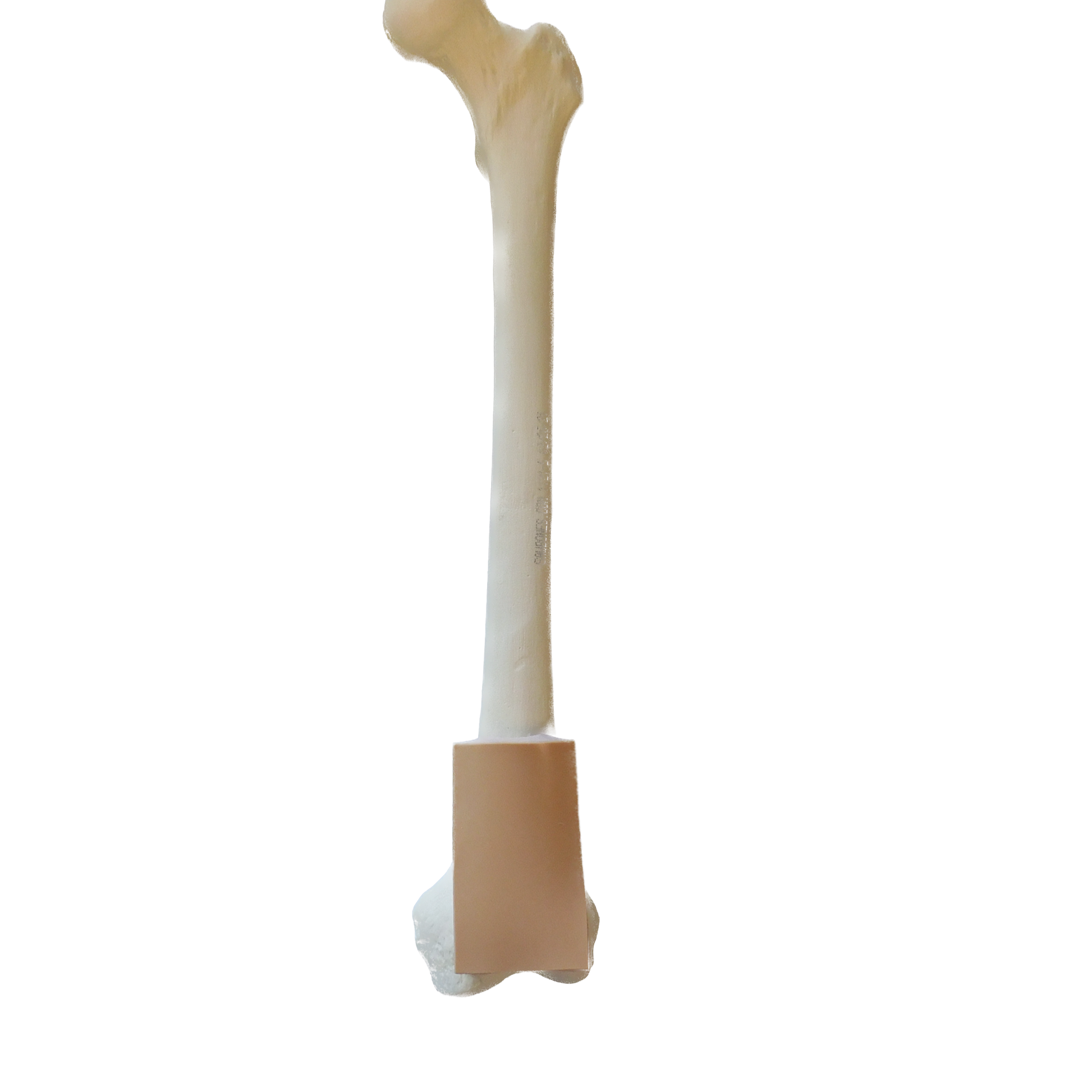 Femur Cortical Shell With Distal Skin Patch, EA-Integrated MedCraft