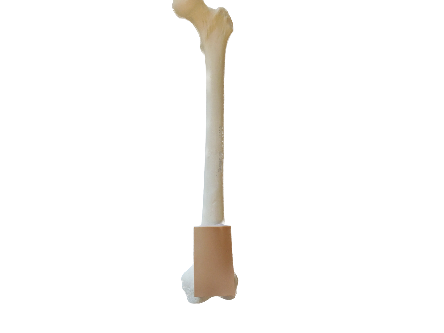 Femur Cortical Shell With Distal Skin Patch, EA